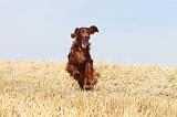 SETTER IRLANDAIS 065